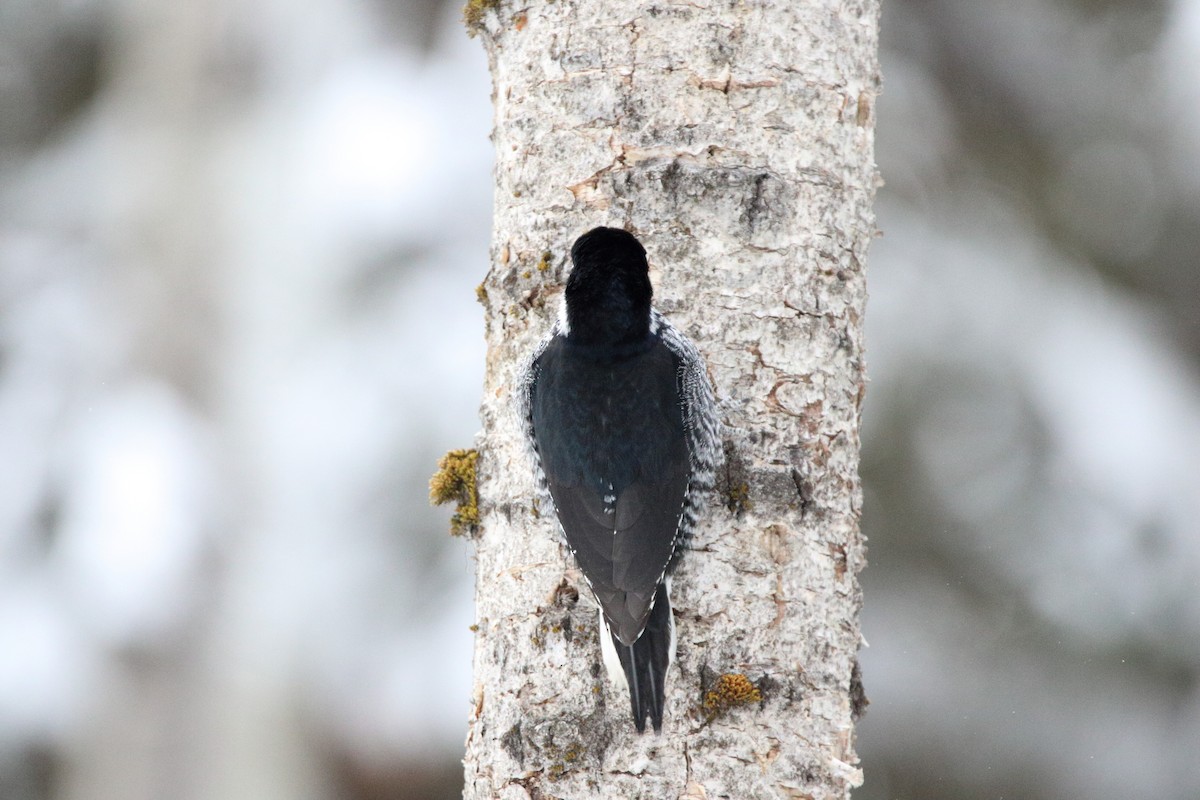 Black-backed Woodpecker - ML141317161