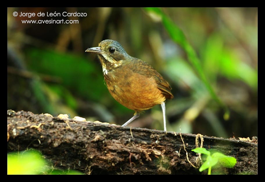 Moustached Antpitta - ML141318761