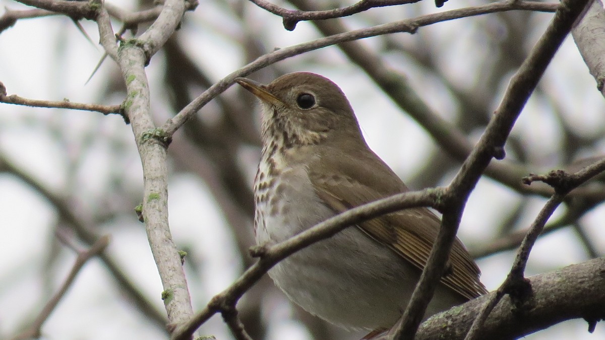 Hermit Thrush - ML141320071