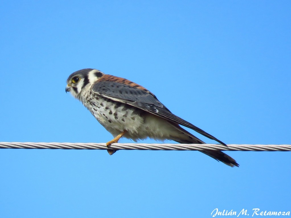 American Kestrel - ML141320101