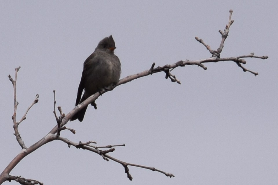 Greater Pewee - ML141320611