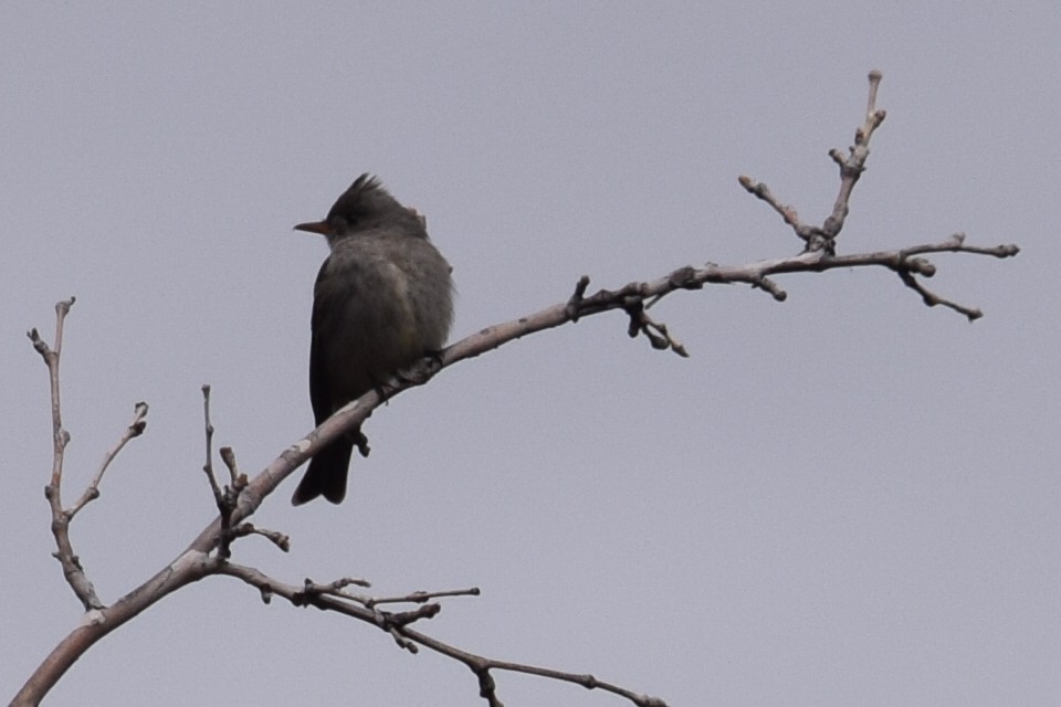Greater Pewee - ML141320621