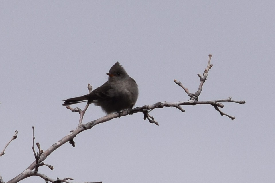 Greater Pewee - ML141320651