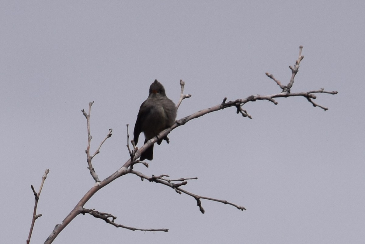 Greater Pewee - ML141320661