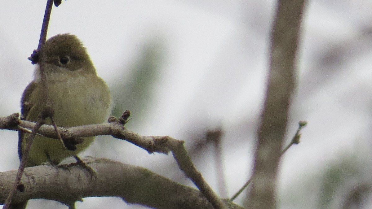 Least Flycatcher - ML141321101