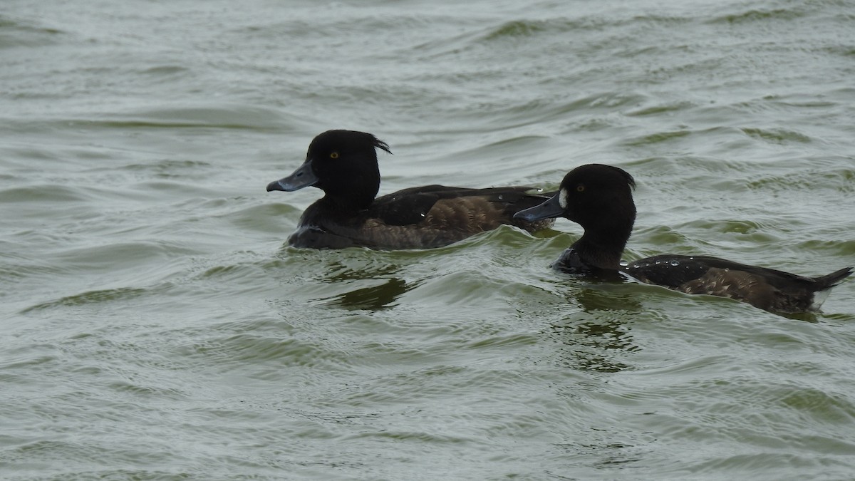 Tufted Duck - SHIH-BIN TSAI