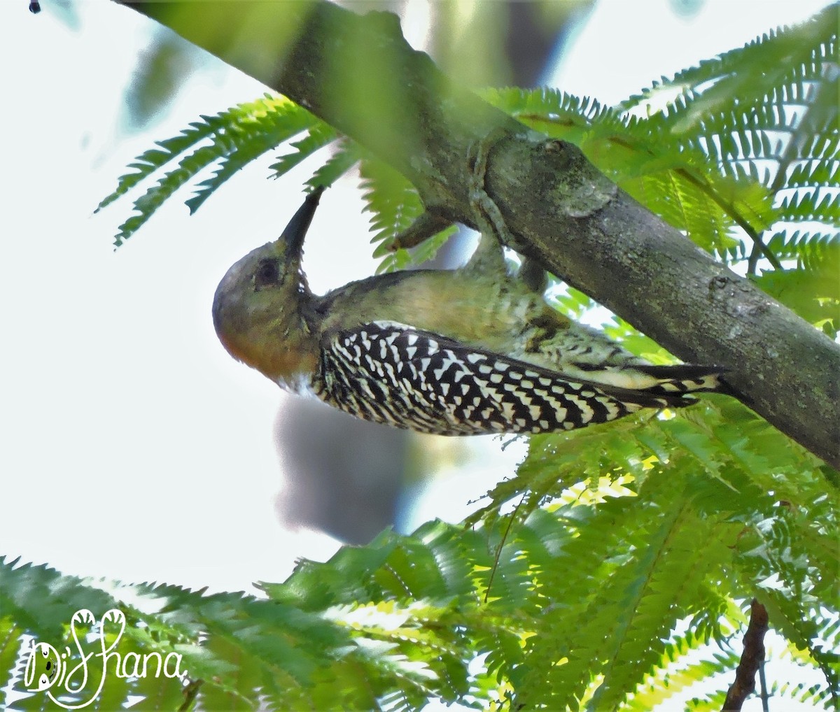 Hoffmann's Woodpecker - ML141322051