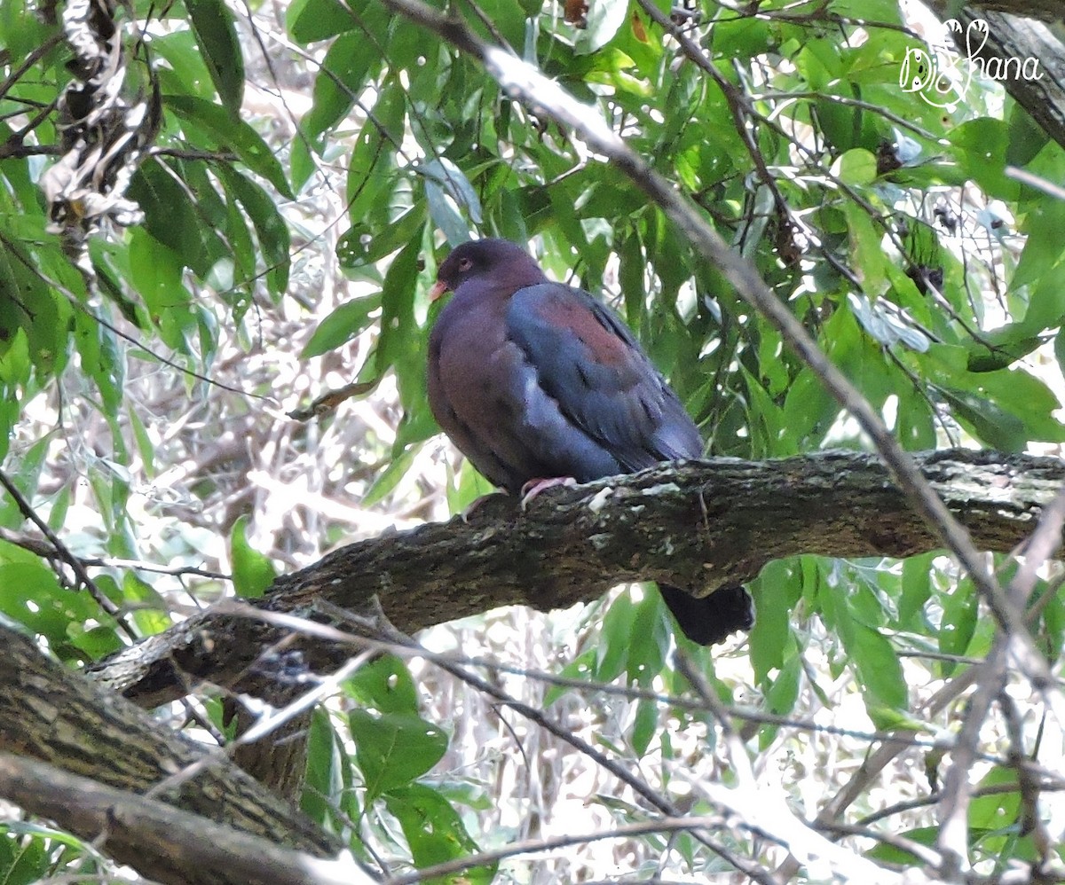 Pigeon à bec rouge - ML141322681