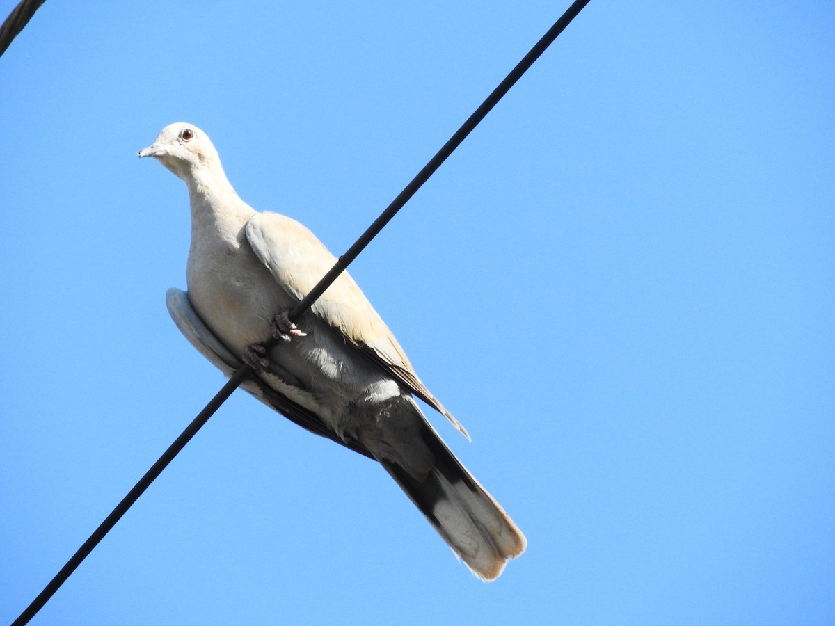 Eurasian Collared-Dove - PAU Tapachula