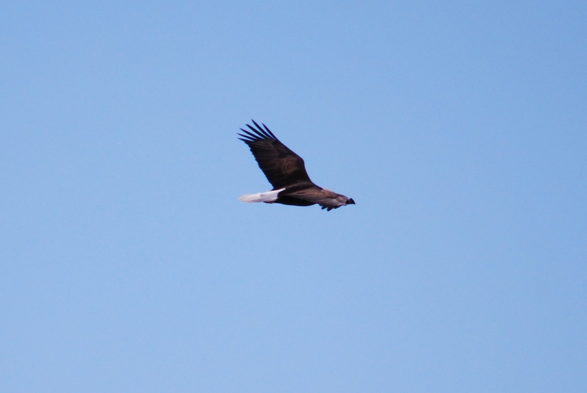 Bald Eagle - Cinnamon Bergeron