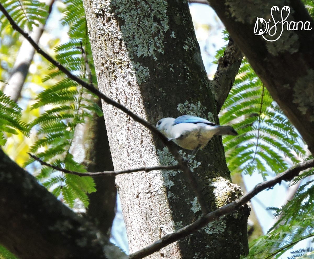 Blue-gray Tanager - ML141323441