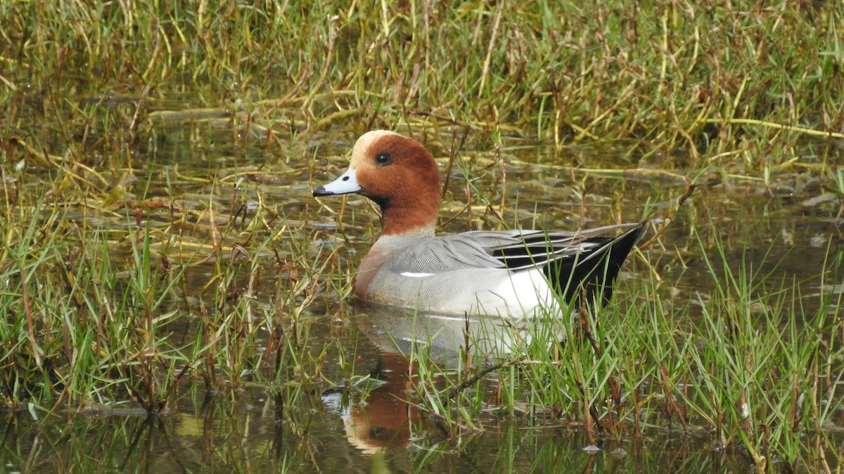 Eurasian Wigeon - SHIH-BIN TSAI