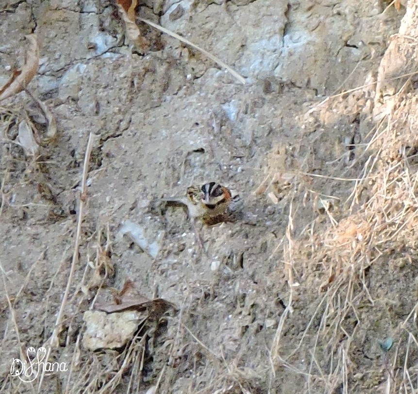 Rufous-collared Sparrow - ML141324261