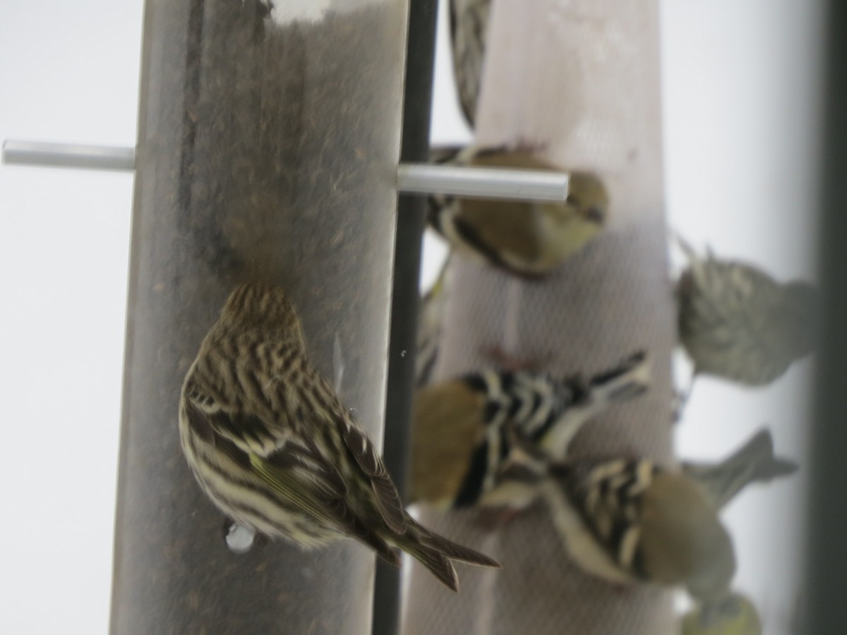 Pine Siskin - ML141325181