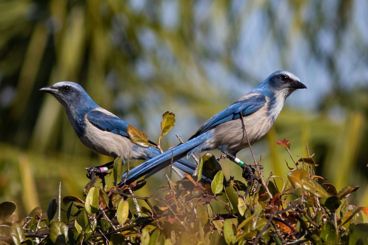 Florida Scrub-Jay - Tom Blevins