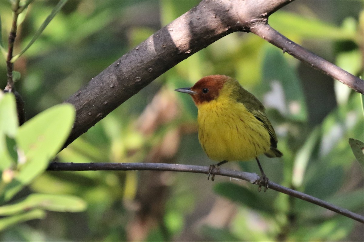 gulparula (erithachorides gr.) (mangroveparula) - ML141325571