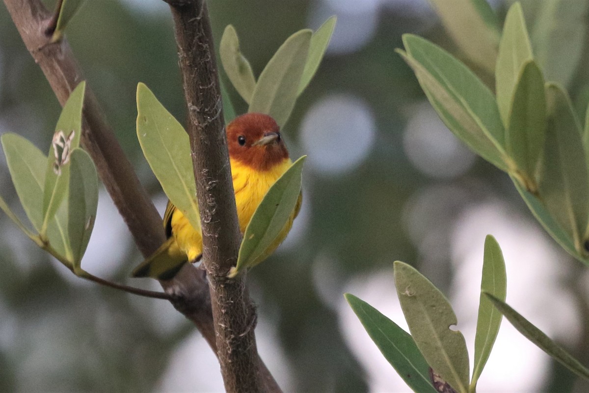 gulparula (erithachorides gr.) (mangroveparula) - ML141325581