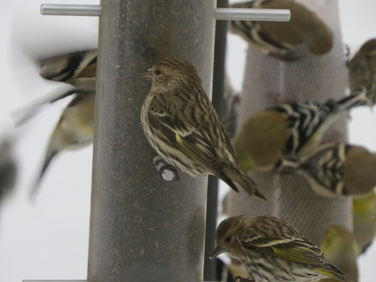 Pine Siskin - ML141325891