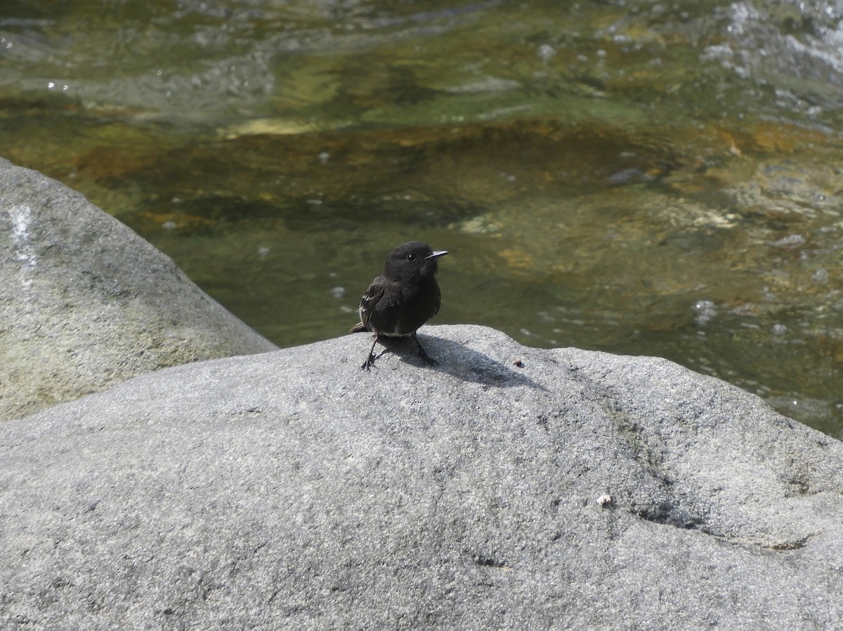 Black Phoebe - ML141326241