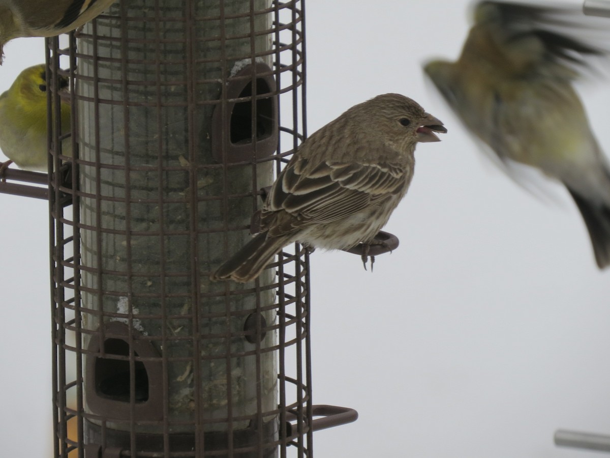 House Finch - ML141326291