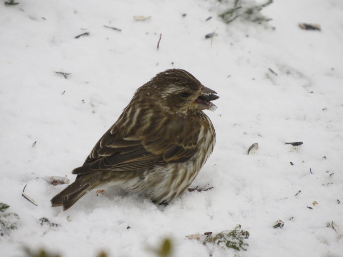 Purple Finch - ML141326831