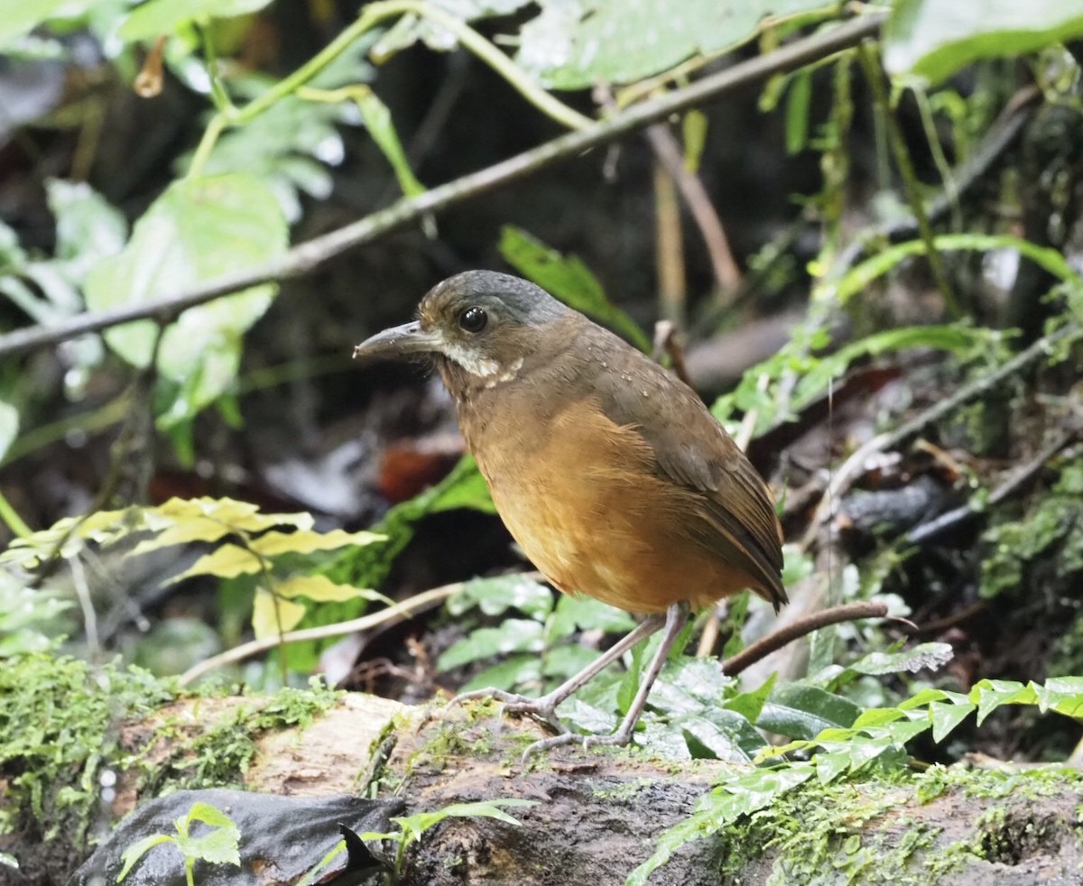 Moustached Antpitta - ML141327621