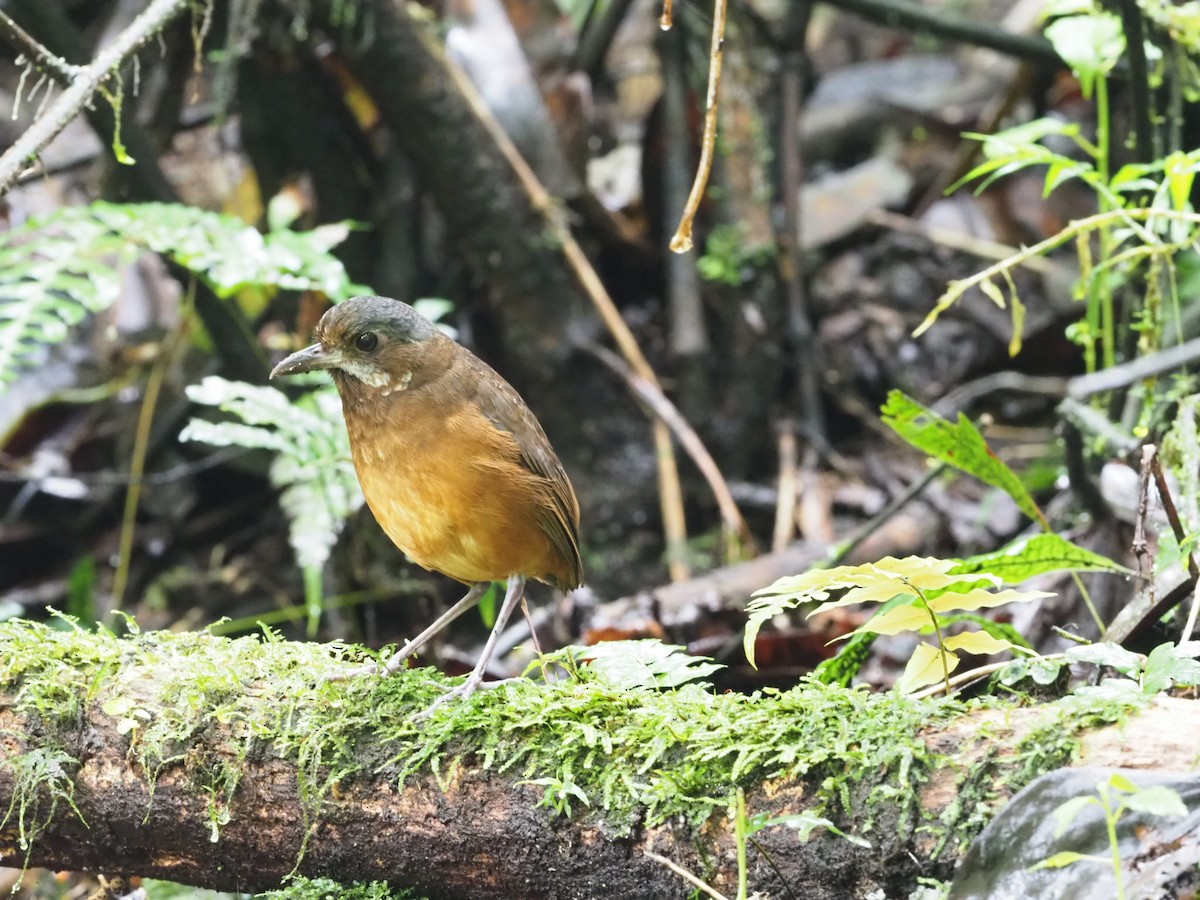 Moustached Antpitta - ML141327641