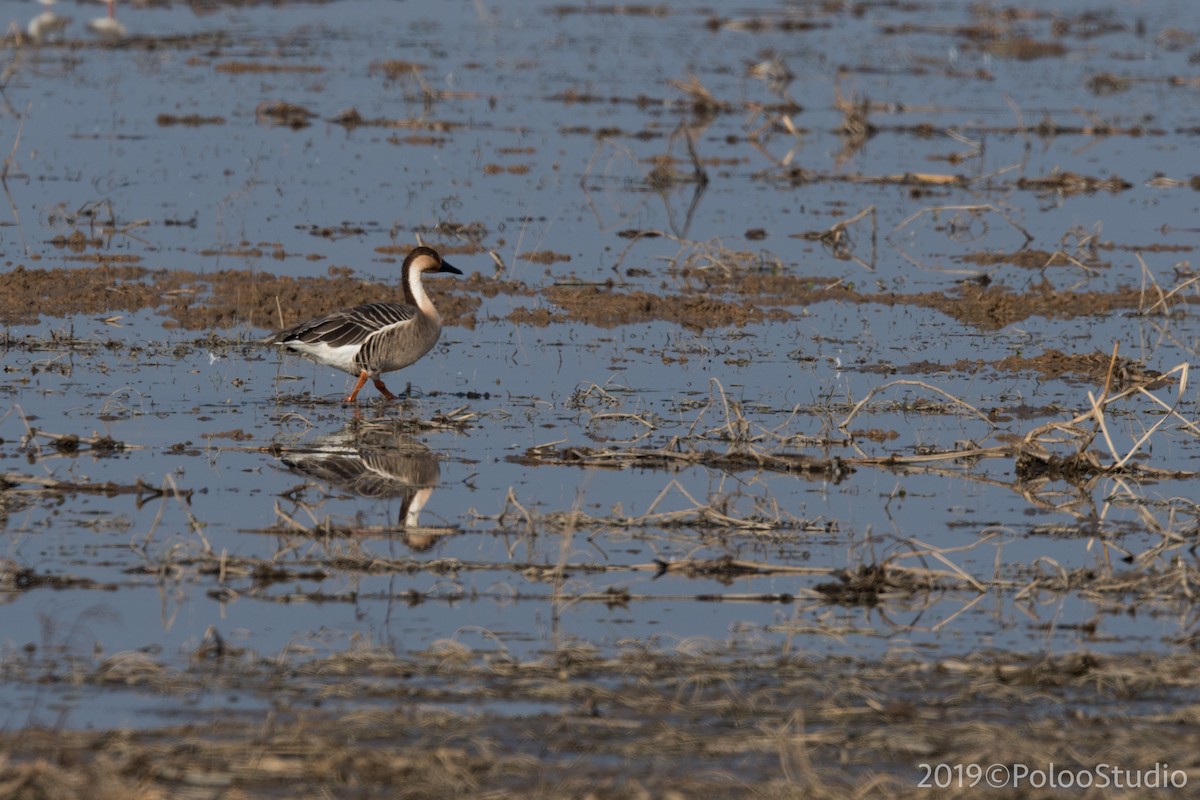 Swan Goose - Wei Yan