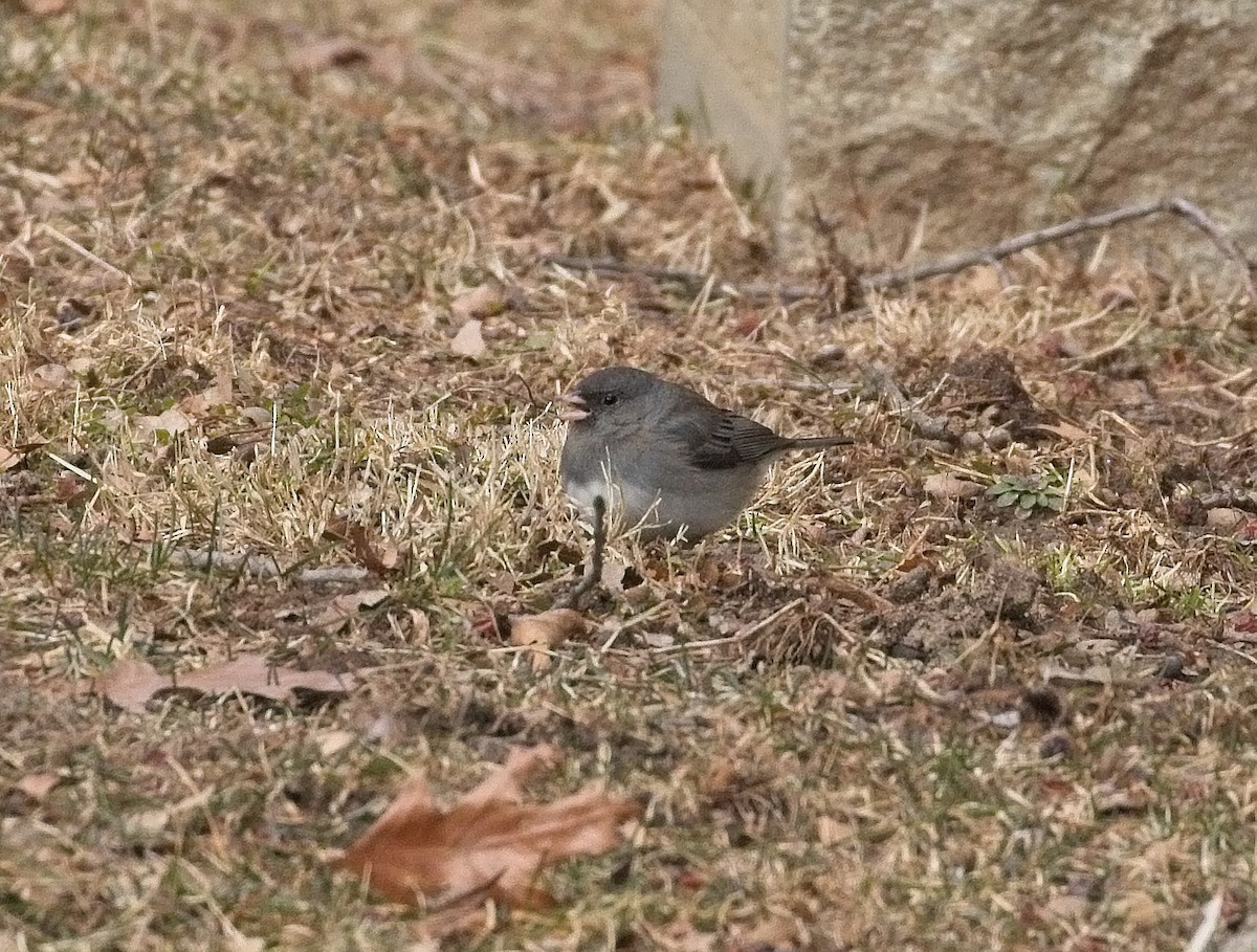 Dark-eyed Junco - ML141329061