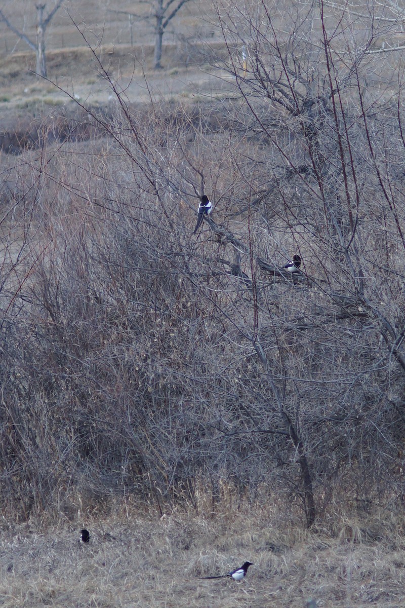 Black-billed Magpie - ML141330561