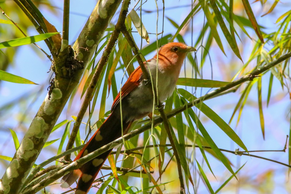 Squirrel Cuckoo - ML141330661