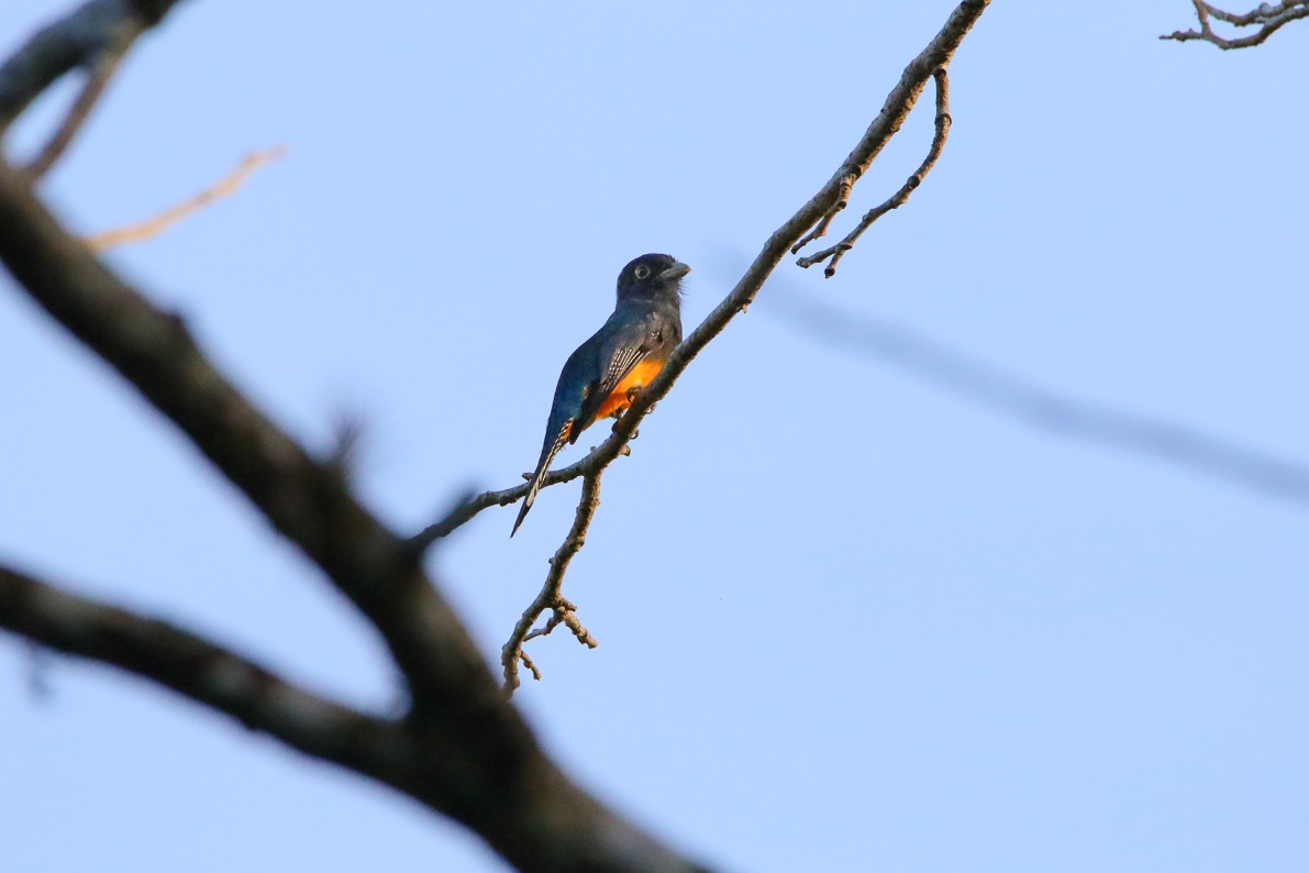 Guianan Trogon - ML141331091