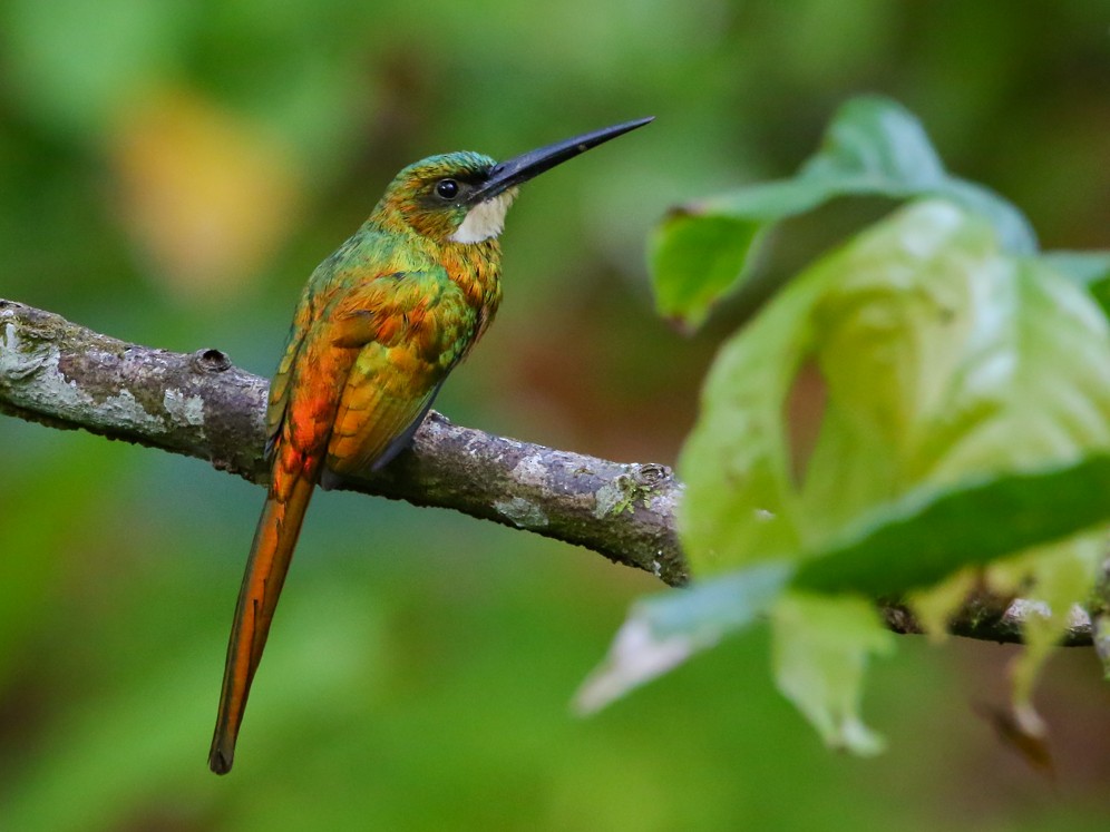 Rufous-tailed Jacamar - ML141331221