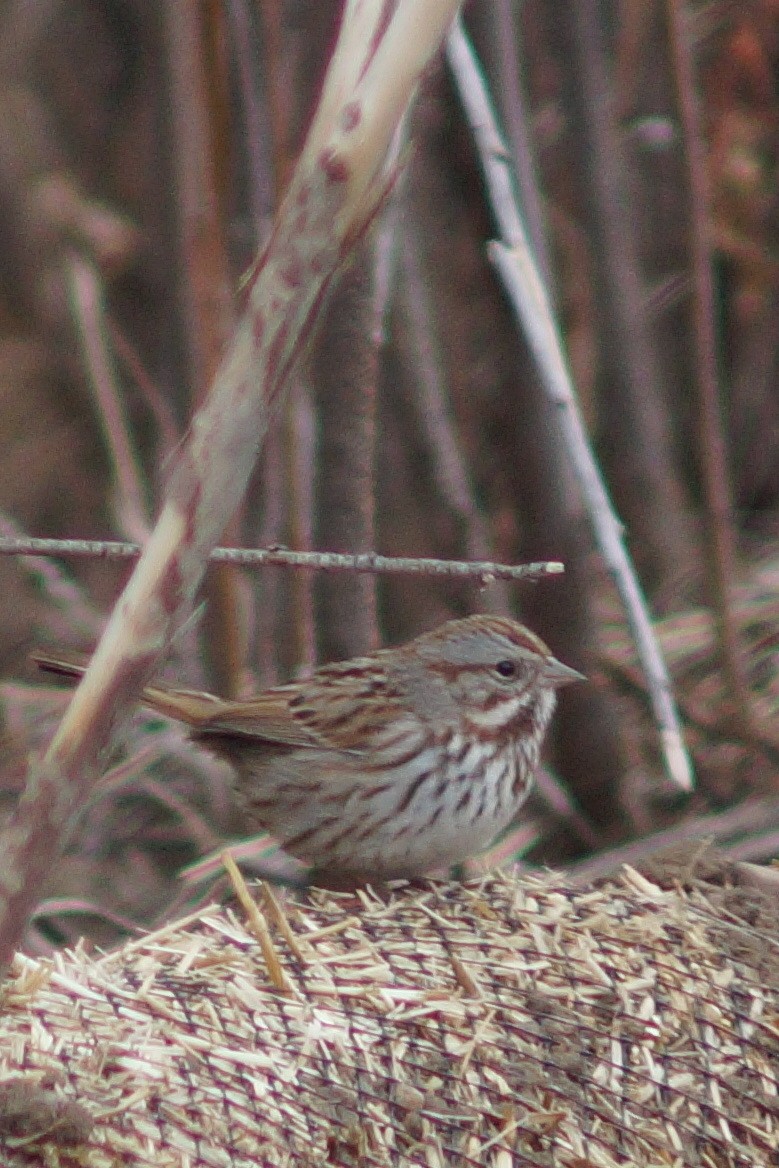 Song Sparrow - ML141331451