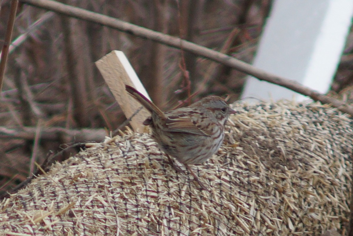 Song Sparrow - Claire H