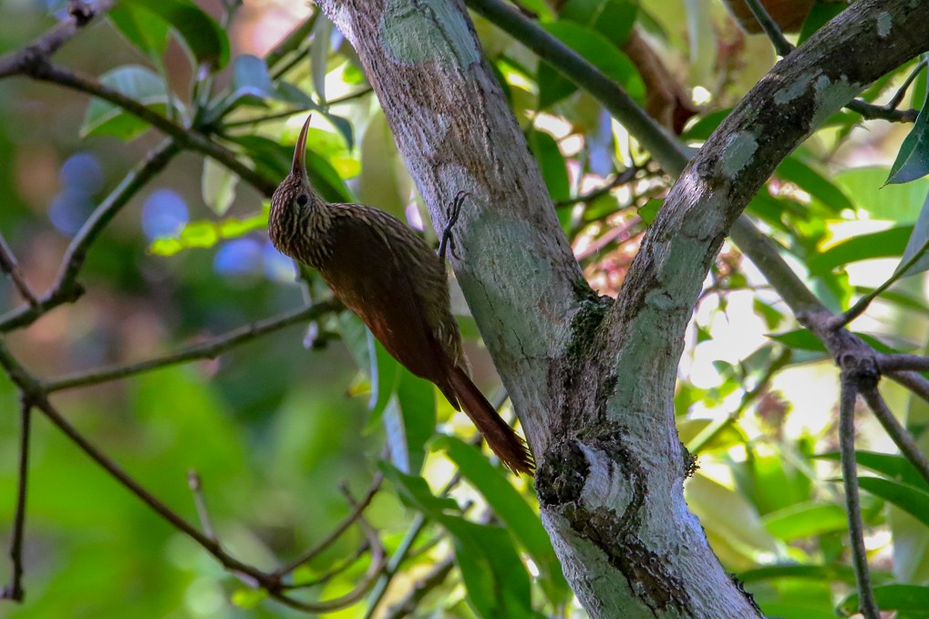 Streak-headed Woodcreeper - ML141331871