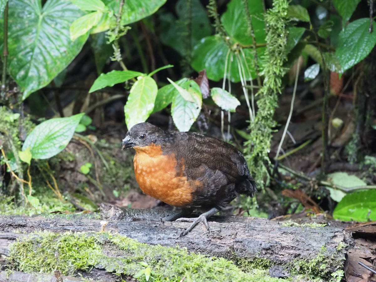 Dark-backed Wood-Quail - ML141332091