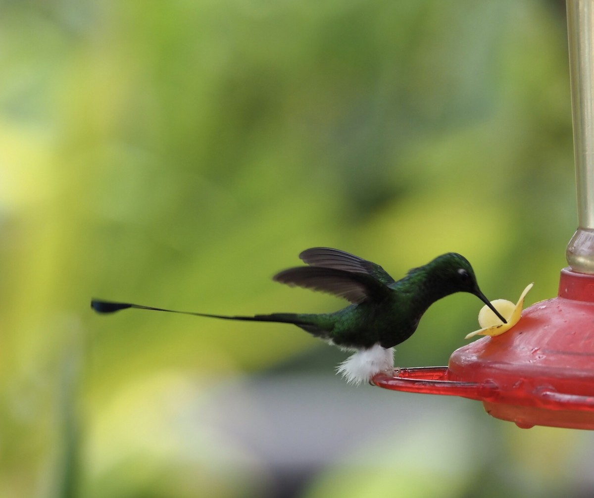 White-booted Racket-tail - ML141332161