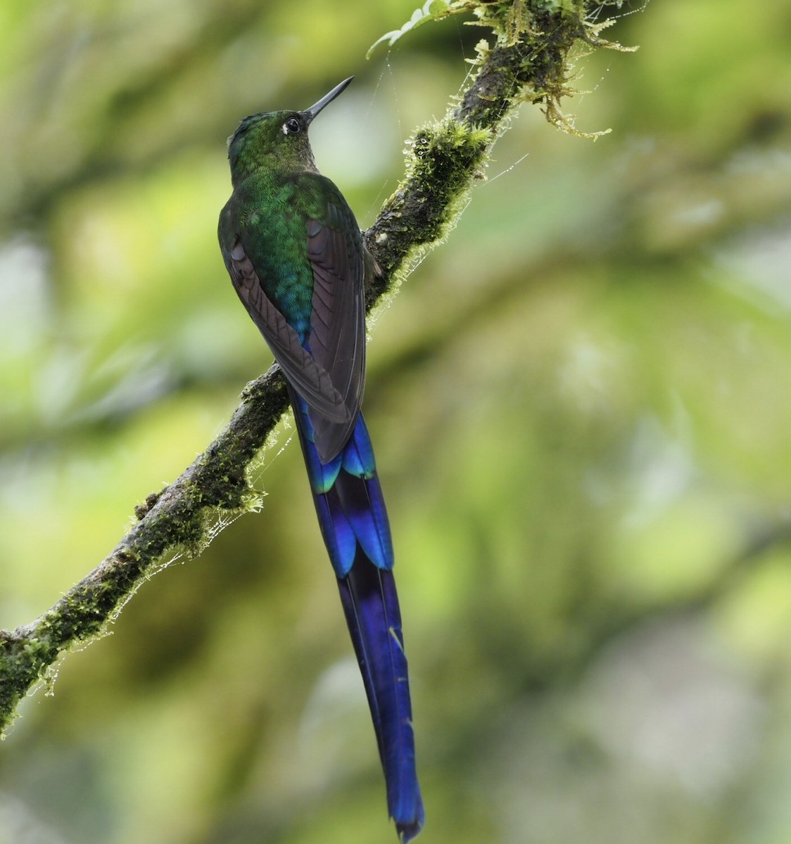 Violet-tailed Sylph - ML141332211