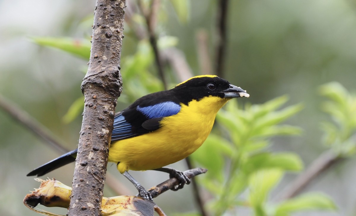 Blue-winged Mountain Tanager - ML141332251
