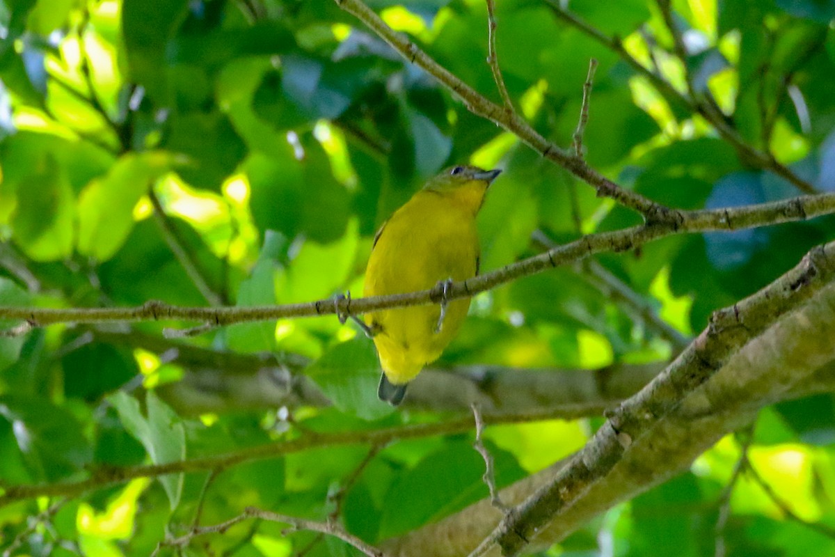 Violaceous Euphonia - ML141332261