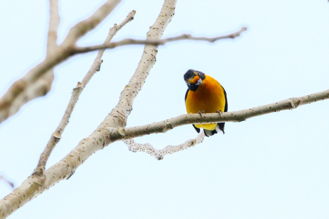 Violaceous Euphonia - ML141332291