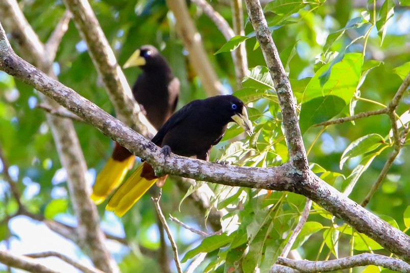 Crested Oropendola - ML141332401