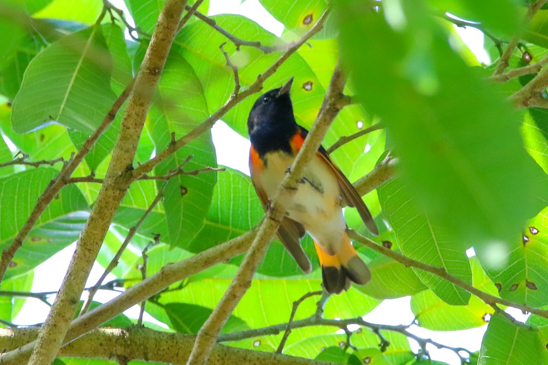 American Redstart - ML141332591