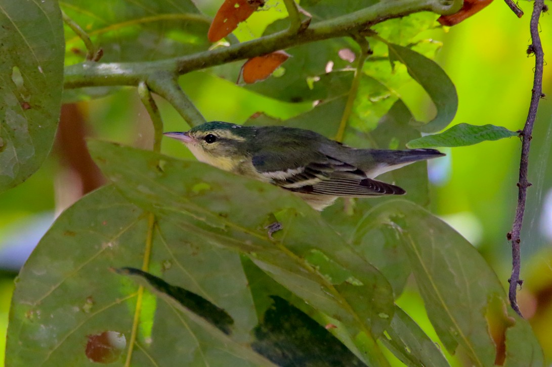 Blauwaldsänger - ML141332771