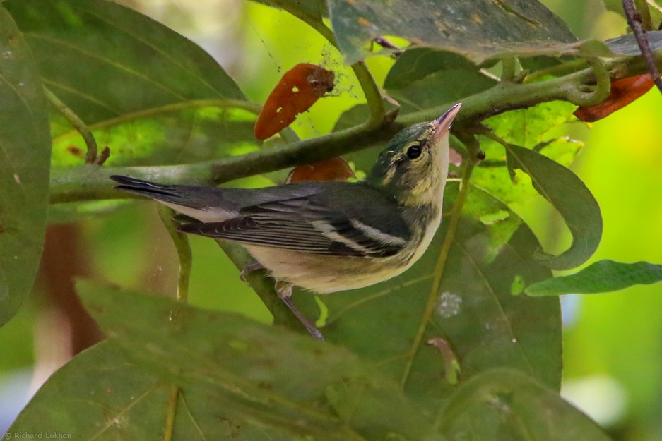 Blauwaldsänger - ML141332781