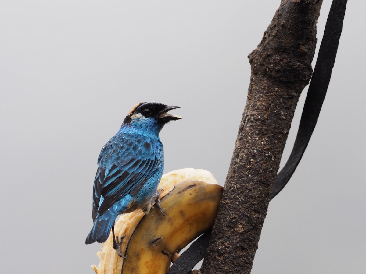 Golden-naped Tanager - ML141332881
