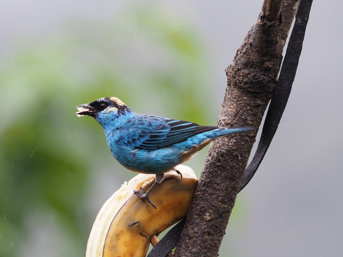 Golden-naped Tanager - ML141332891