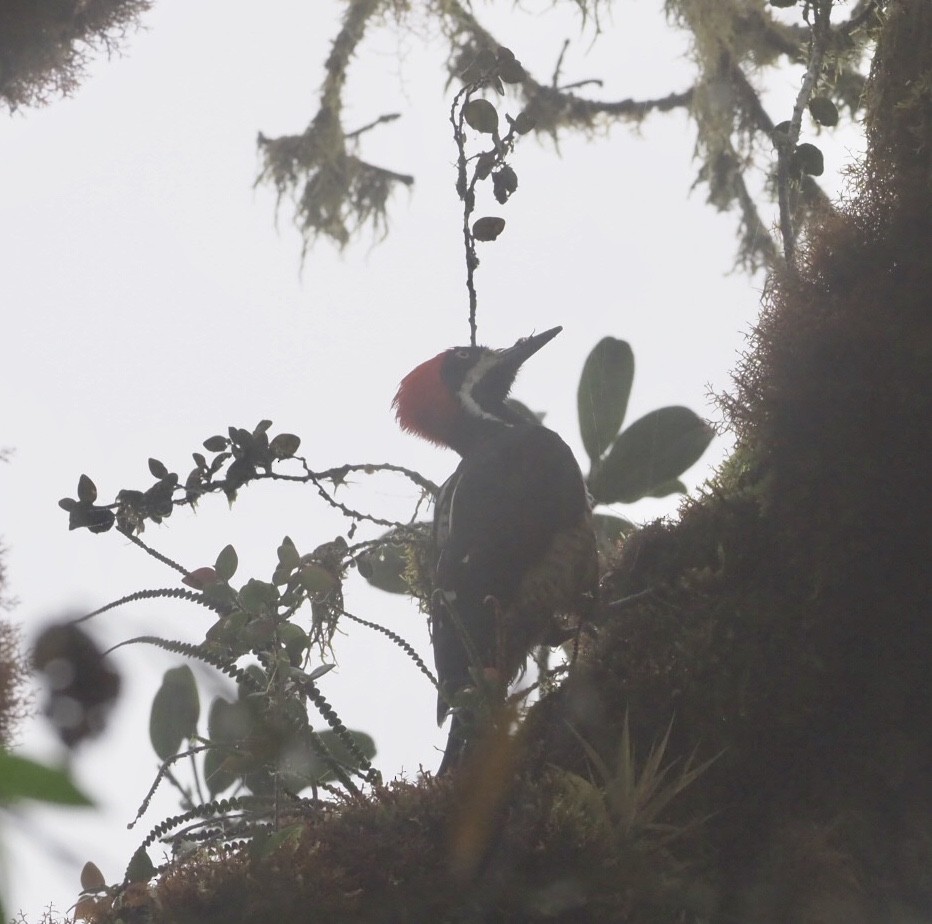 Powerful Woodpecker - ML141333671