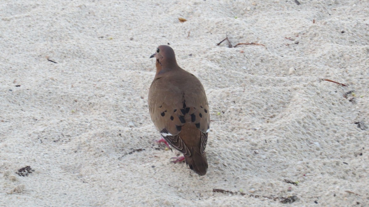 Zenaida Dove - ML141335311